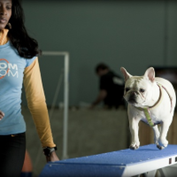 Zoom Room Dog Training - Pet Training Near Me - Bellevue, Washington