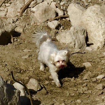 Salon Pucci - Looking for trouble. Thank you Pucci I can see now. - Pet Groomers Near Me - Mississauga, Ontario Salon Pucci - Looking for trouble. Thank you Pucci I can see now. - Pet Groomers Near Me - Mississauga, Ontario