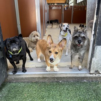 Camp Bow Wow - Pet Groomers Near Me - Nanuet, New York Camp Bow Wow - Pet Groomers Near Me - Nanuet, New York
