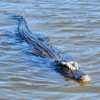 Airboat Adventures - Boat Tours Near Me - Lafitte, Louisiana Airboat Adventures - Boat Tours Near Me - Lafitte, Louisiana