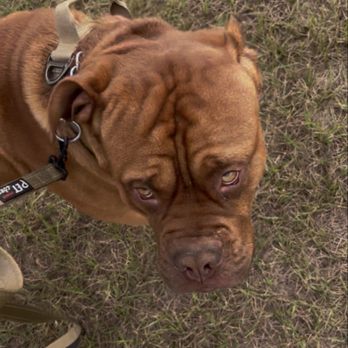 K9 Department - My Loki learning how to walk without pulling . - Pet Training Near Me - Bushnell , Florida K9 Department - My Loki learning how to walk without pulling . - Pet Training Near Me - Bushnell , Florida
