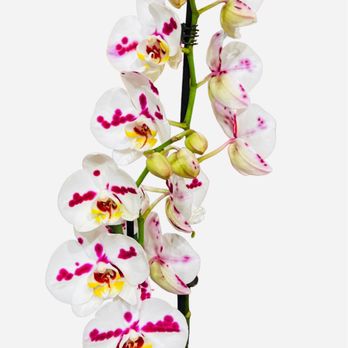 The Fresh Market - February 2023 Orchids - Grocery Near Me - Wilmette, Illinois