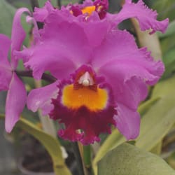 Orchidée, Boffo Frères