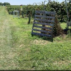 Cordes Berry Farm