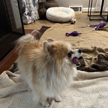 PetSmart - Pet Training Near Me - Moline, Illinois