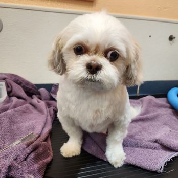 The Barking Lot - After - Pet Groomers Near Me - Cathedral City, California