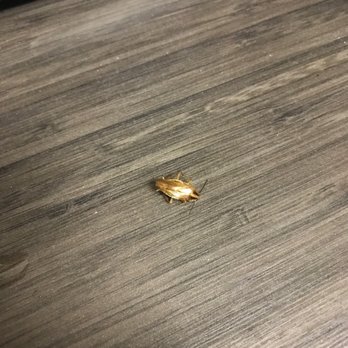 The Alexandar - Dead roaches on the kitchen counters everyday. - Apartments Near Me - Santa Rosa, California The Alexandar - Dead roaches on the kitchen counters everyday. - Apartments Near Me - Santa Rosa, California