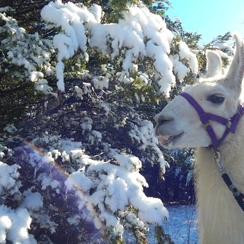The Wandering Llamas - Zoos Near Me - Greeneville, Tennessee The Wandering Llamas - Zoos Near Me - Greeneville, Tennessee