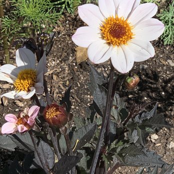 Betty Ford Alpine Gardens - Botanical Gardens Near Me - Vail, Colorado