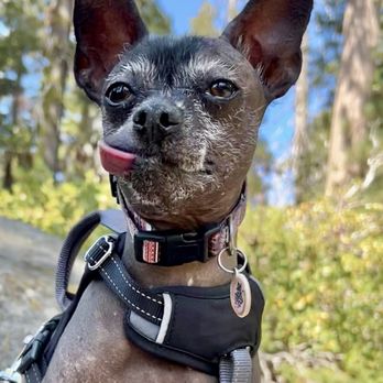Zenith K9 - My therapy Dog Star, Xoco - Pet Training Near Me - Las Vegas, Nevada Zenith K9 - My therapy Dog Star, Xoco - Pet Training Near Me - Las Vegas, Nevada
