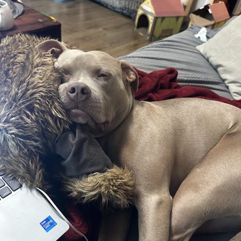 LA Dog Behaviorist - Pitbull dog - Pet Training Near Me - Twentynine Palms , California LA Dog Behaviorist - Pitbull dog - Pet Training Near Me - Twentynine Palms , California