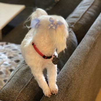 Bonnie's Pet Grooming - Pet Groomers Near Me - Fair Oaks, California