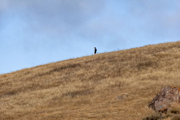 Coyote Hills Regional Park by null