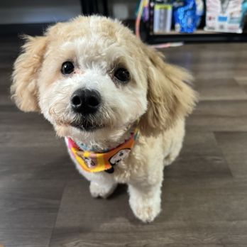 Essential Grooming - Pet Groomers Near Me - Santee, California Essential Grooming - Pet Groomers Near Me - Santee, California