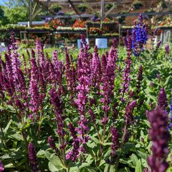 Shireman's Farm Market - Healthy plants at a decent price