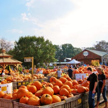 Linvilla Orchards - lots of pumpkins to pick from and variety of sizes! - Farmers Market Near Me - Media, Pennsylvania Linvilla Orchards - lots of pumpkins to pick from and variety of sizes! - Farmers Market Near Me - Media, Pennsylvania