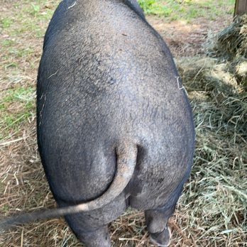 The Art Barn - Billy the pig - Kids Activities Near Me - Canton, Georgia