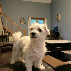 A1 Westside Pet Sitter - Bombón