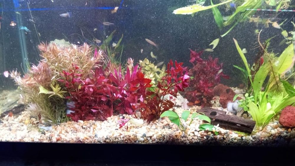 NEPTUNES AQUARIUM STORE 513 Photos & 20 Reviews 5329 W 20th Ave