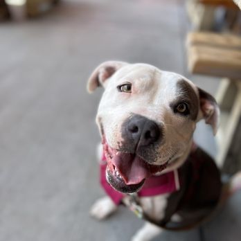 Scrub-A-Pup - Clean Mabel! - Pet Groomers Near Me - San Mateo, California Scrub-A-Pup - Clean Mabel! - Pet Groomers Near Me - San Mateo, California