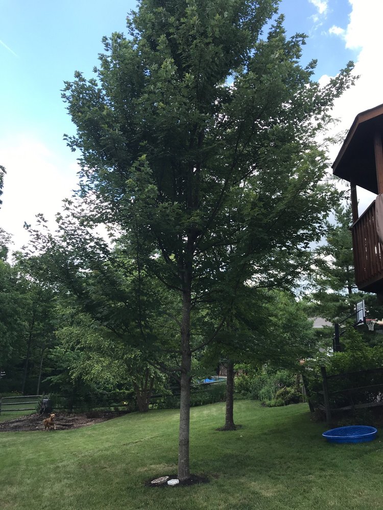 PINECREST NURSERY & GARDEN CNTR 9883 Cincinnati Columbus, West