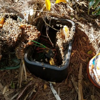 Easy Removal Solutions - Palm Beach bee removal - Pest Control Near Me - West Palm Beach, Florida Easy Removal Solutions - Palm Beach bee removal - Pest Control Near Me - West Palm Beach, Florida