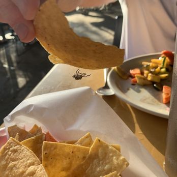 Cafe Ole - Fried spider in the basket of chips - Mexican Near Me - San Antonio, Texas Cafe Ole - Fried spider in the basket of chips - Mexican Near Me - San Antonio, Texas