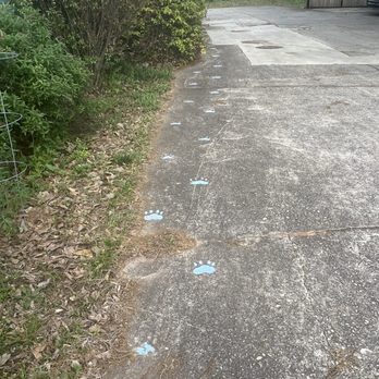 The Catfe - Pathway to back - Cafes Near Me - Lawrenceville, Georgia