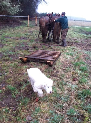 Stoneboat Farm by null