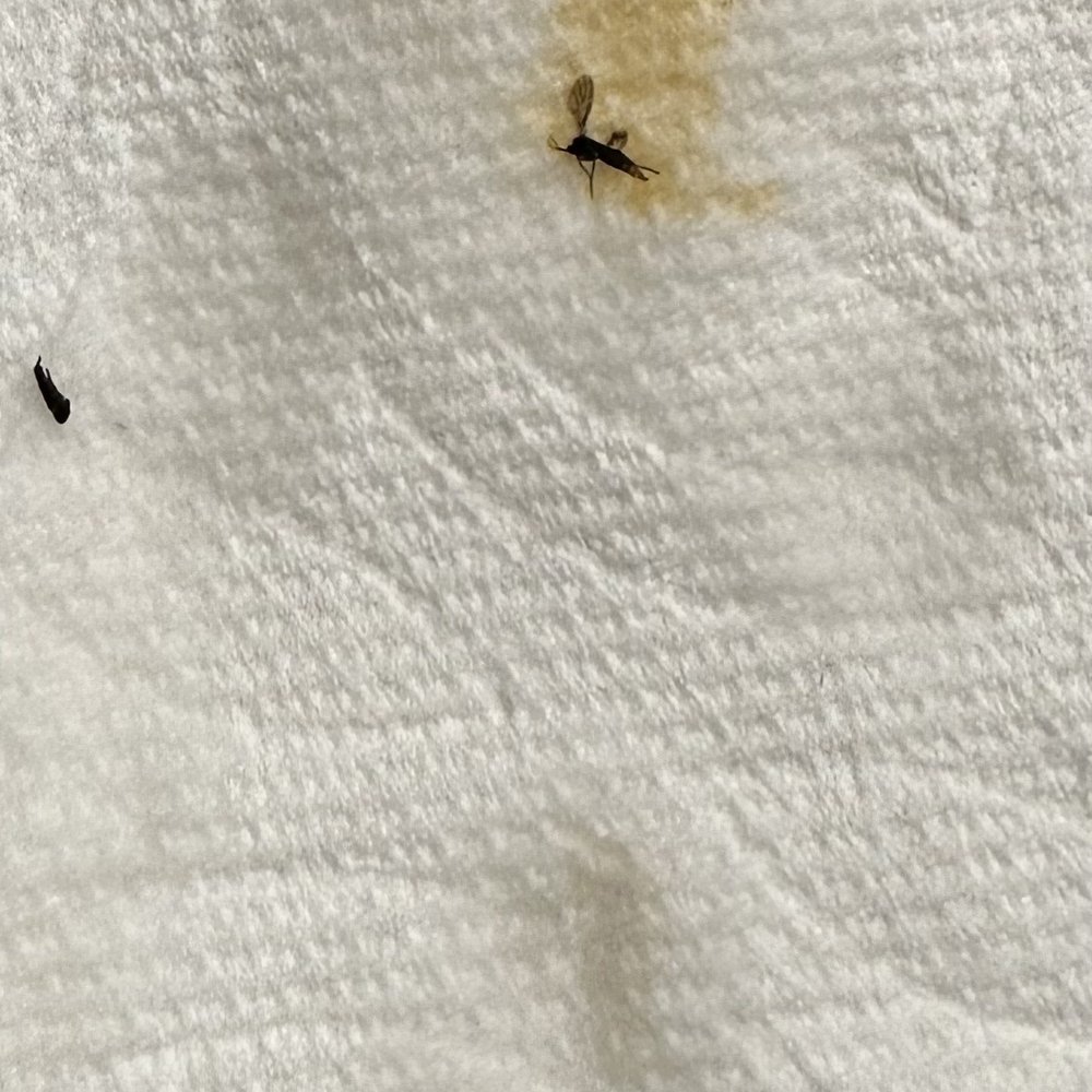 Pho So 1 - a bed bug on a towel - Vietnamese Near Me - Simi Valley, California Pho So 1 - a bed bug on a towel - Vietnamese Near Me - Simi Valley, California