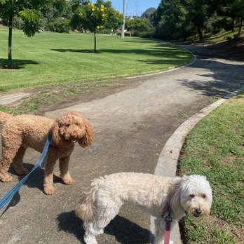 Del Mar Doggers - happy puppies on their daily walk with Kelly - Pet Sitting Near Me - Del Mar, California Del Mar Doggers - happy puppies on their daily walk with Kelly - Pet Sitting Near Me - Del Mar, California