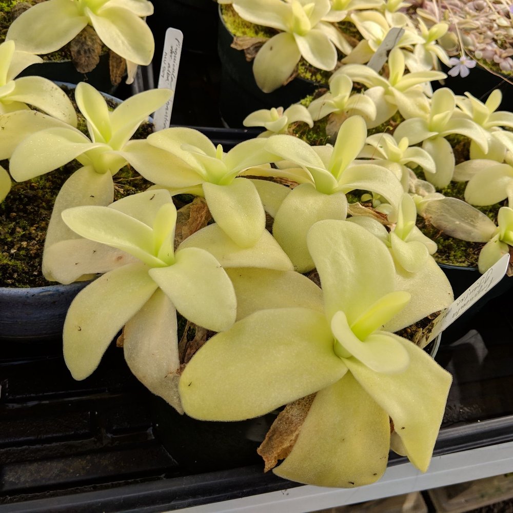 California Carnivores - Nurseries & Gardening Near Me - Sebastopol, California California Carnivores - Nurseries & Gardening Near Me - Sebastopol, California