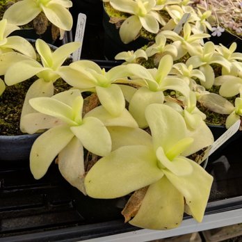 California Carnivores - Nurseries & Gardening Near Me - Sebastopol, California