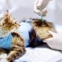 Photo of Forest Hill Veterinary Hosp
