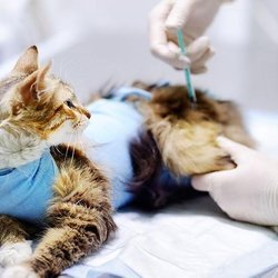 Forest Hill Veterinary Hosp - untitled