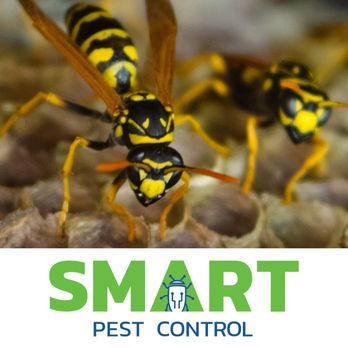 Smart Pest Control - Pest Control Near Me - Irvine, California