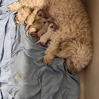 Poodle Puppy Paws - Anna with her sweet babies - Pet Breeders Near Me Poodle Puppy Paws - Anna with her sweet babies - Pet Breeders Near Me