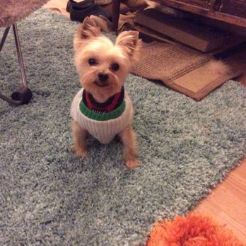 Happy Tails - Pet Groomers Near Me - Chicago, Illinois