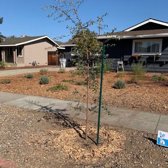 Zazueta Tree Specialists - After planting new tree - Tree Services Near Me Zazueta Tree Specialists - After planting new tree - Tree Services Near Me