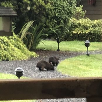 Inn At Cannon Beach - Enjoying a glass of wine on the front porch while I watch the bunnies play! - Hotels Near Me - Cannon Beach, Oregon Inn At Cannon Beach - Enjoying a glass of wine on the front porch while I watch the bunnies play! - Hotels Near Me - Cannon Beach, Oregon