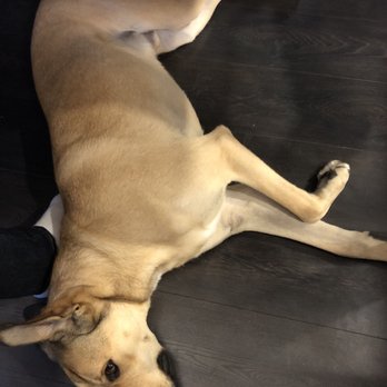 It's A Dog's Life - Pet Groomers Near Me - Edmonton, Alberta It's A Dog's Life - Pet Groomers Near Me - Edmonton, Alberta