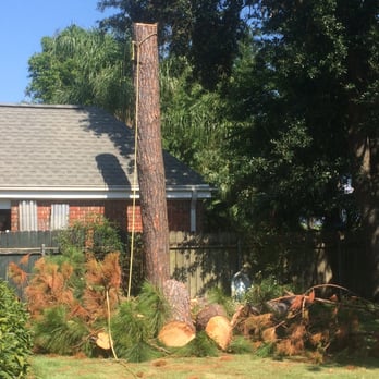 A Perfect Cut - In progress - Tree Services Near Me - Metairie, Louisiana A Perfect Cut - In progress - Tree Services Near Me - Metairie, Louisiana