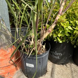Doan's Nursery - Sugar cane plant