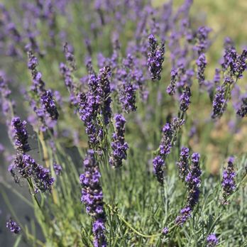 New Life Lavender & Cherry Farm - Attraction Farms Near Me - Baraboo, Wisconsin New Life Lavender & Cherry Farm - Attraction Farms Near Me - Baraboo, Wisconsin