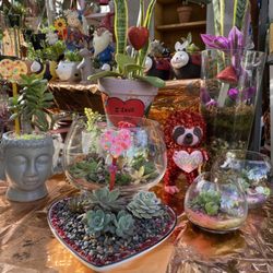 Francis's Cactus Succulents