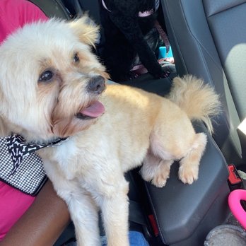 Mane & Minks Vet-Spa - Zack - Pet Groomers Near Me - Houston, Texas Mane & Minks Vet-Spa - Zack - Pet Groomers Near Me - Houston, Texas