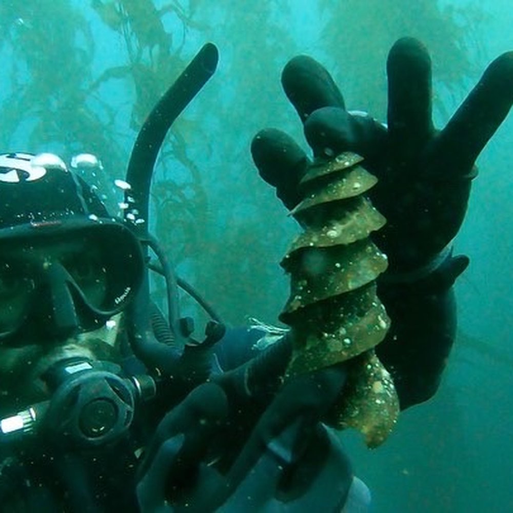 Scuba - Chris showing us a shark egg my husband found! - Scuba Diving Near Me - Costa Mesa, California Scuba - Chris showing us a shark egg my husband found! - Scuba Diving Near Me - Costa Mesa, California