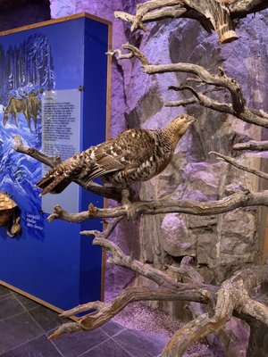 Holmenkollen Ski Museum by null