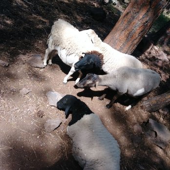 Bearizona - Sheep - Zoos Near Me - Williams, Arizona Bearizona - Sheep - Zoos Near Me - Williams, Arizona