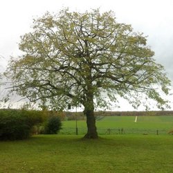 Wirtschaft Heyer - Heyer Gartenbau GmbH